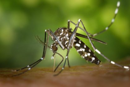 Confirmados primeiros casos locais de dengue  