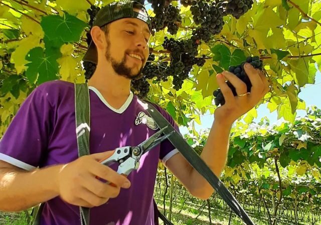 Conheça os vencedores do Concurso dos Melhores Vinhos e Sucos de Uva do Planalto Norte