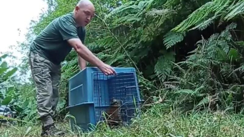 Quati e jararacas são soltas na APA do Rio Vermelho
