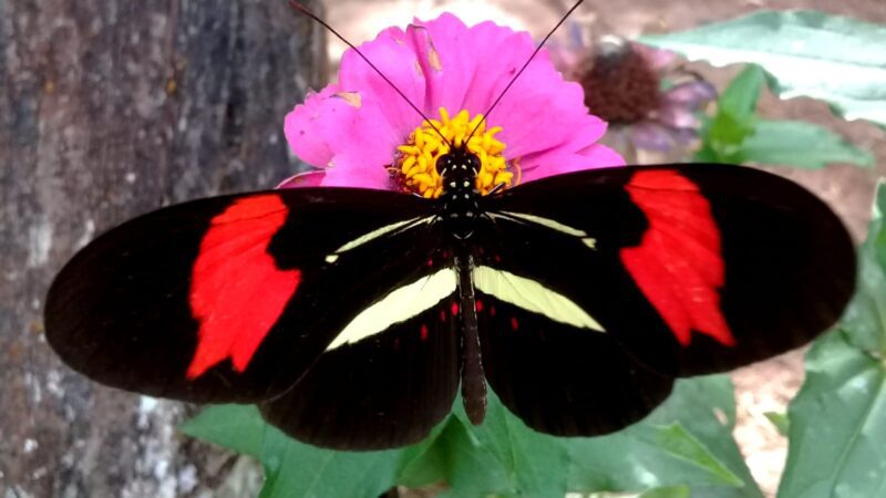 Exposição “Meu Jardim” celebra a beleza da natureza em São Bento do Sul
