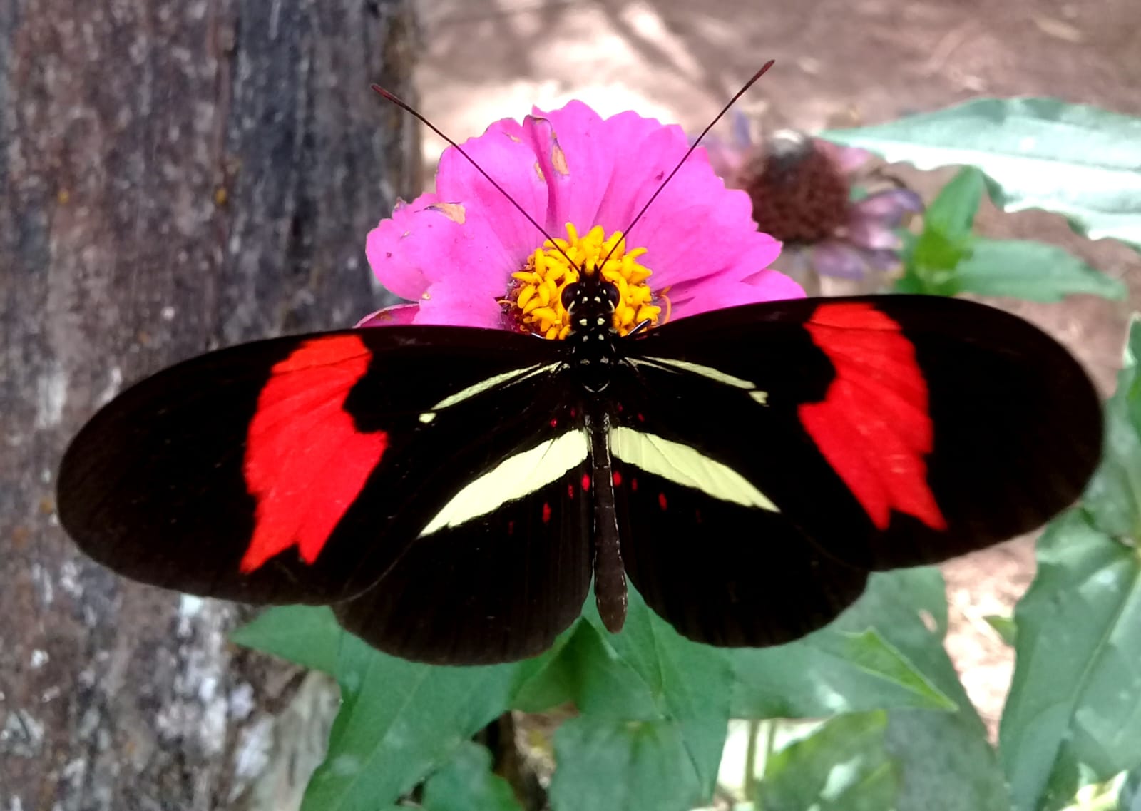 Exposição “Meu Jardim” celebra a beleza da natureza em São Bento do Sul