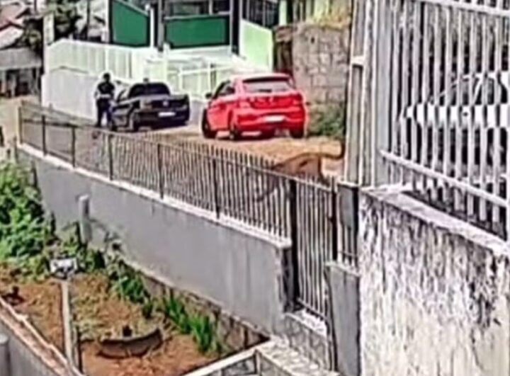 Trabalhadores ficam frente a frente com onça-parda em SC
