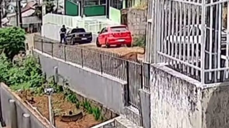Trabalhadores ficam frente a frente com onça-parda em SC