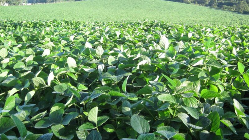 Cidasc divulga período do vazio sanitário e calendário de semeadura da soja em SC para safra 2025/2026