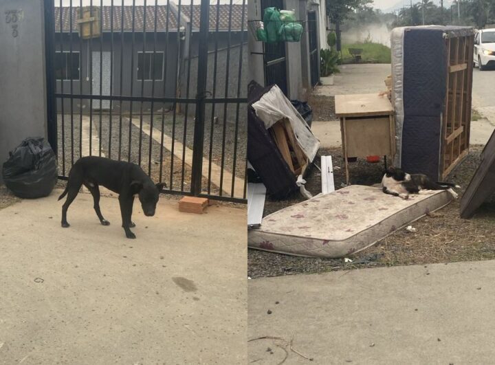 Homem abandona animais, comunica ONG e acaba preso após denúncia em Joinville