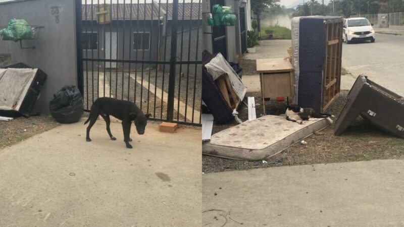 Homem abandona animais, comunica ONG e acaba preso após denúncia em Joinville