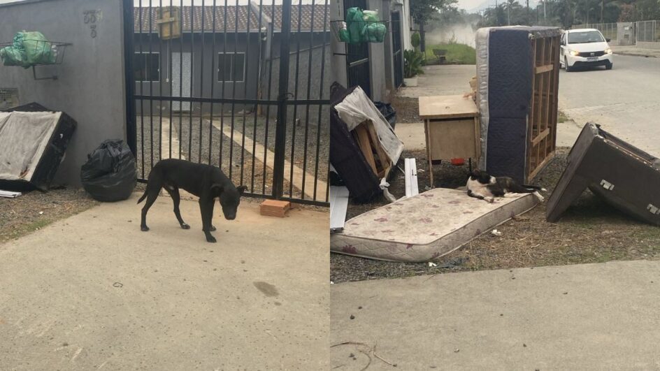 Homem abandona animais, comunica ONG e acaba preso após denúncia em Joinville