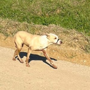 Cachorro com a boca amarrada mobiliza moradores de Massaranduba: ajude a encontrá-lo