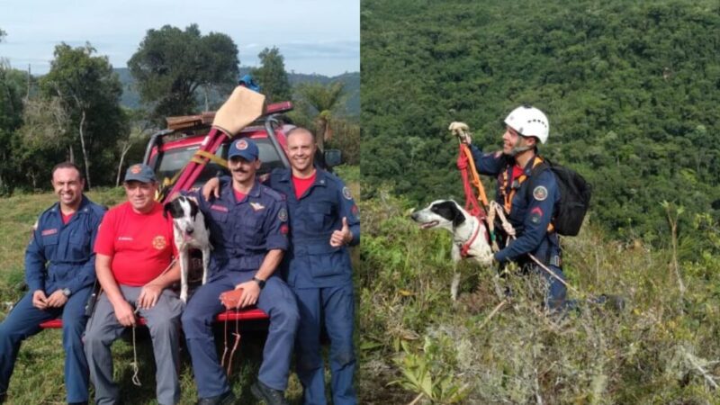 Cachorro perdido há seis dias em penhasco é resgatado por bombeiros na Serra de SC