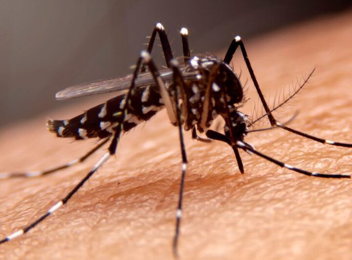 Segunda morte por dengue é registrada em Itajaí às vésperas da chegada da vacina