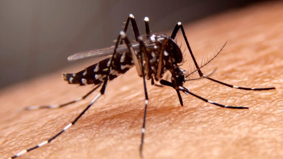 Segunda morte por dengue é registrada em Itajaí às vésperas da chegada da vacina