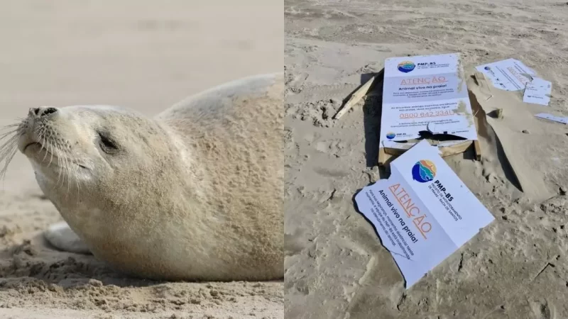 Vandalismo afasta foca-caranguejeira após aparição rara no Litoral Sul de SC
