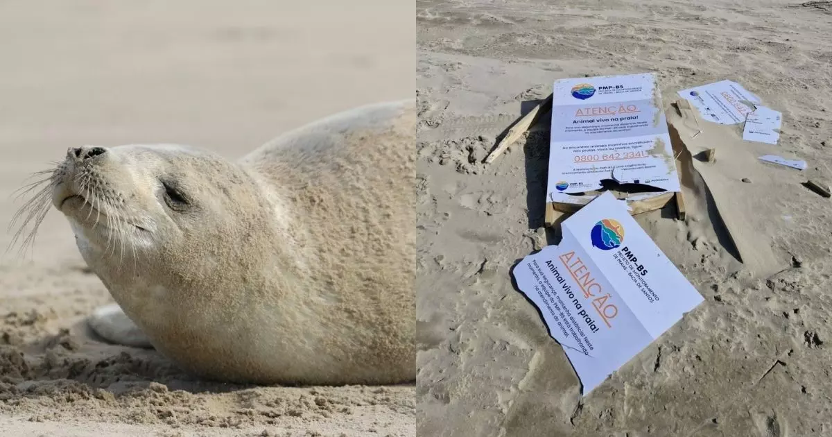 Vandalismo afasta foca-caranguejeira após aparição rara no Litoral Sul de SC