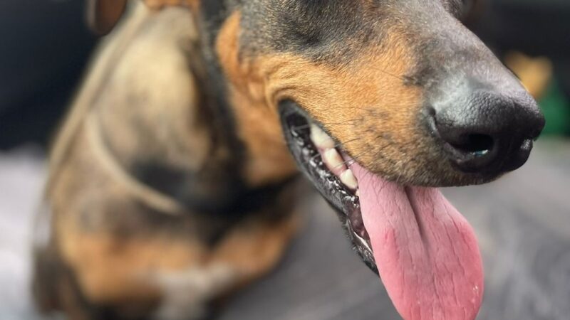 556 Animais castrados pelo Programa Municipal de Castração