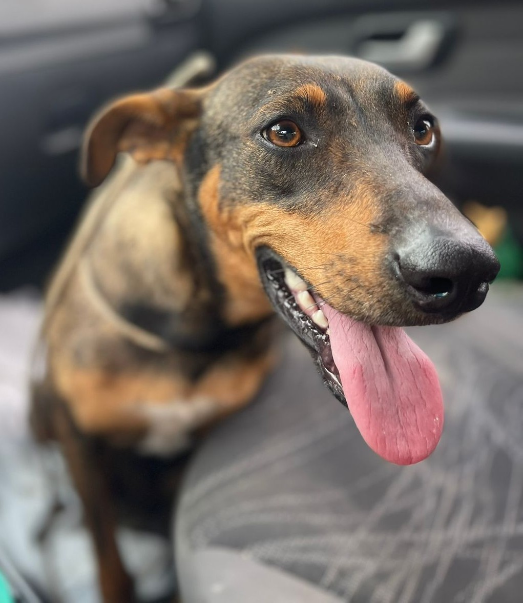 556 Animais castrados pelo Programa Municipal de Castração