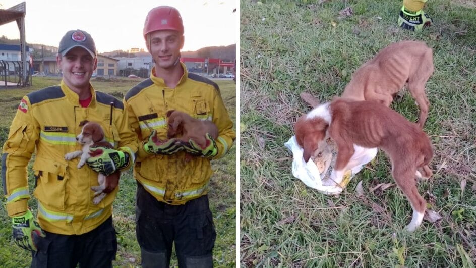 Latidos de filhotes levam bombeiros de SC a encontrar cães desnutridos e presos em bueiro