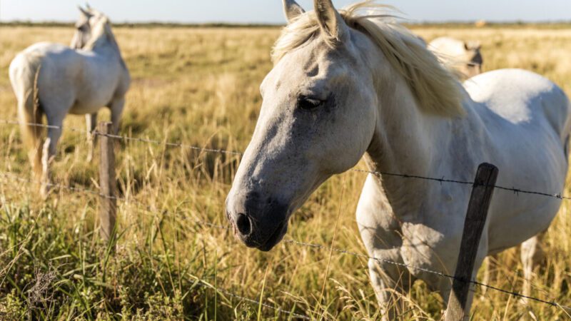Cavalo solto em rua provoca acidente em Três Barras