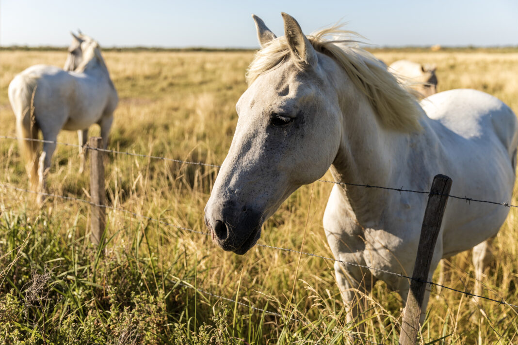 Cavalo solto em rua provoca acidente em Três Barras