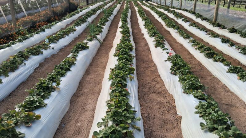 Produtor rural de São Bento do Sul, você também tem direito a apoiar e potencializar sua produção!