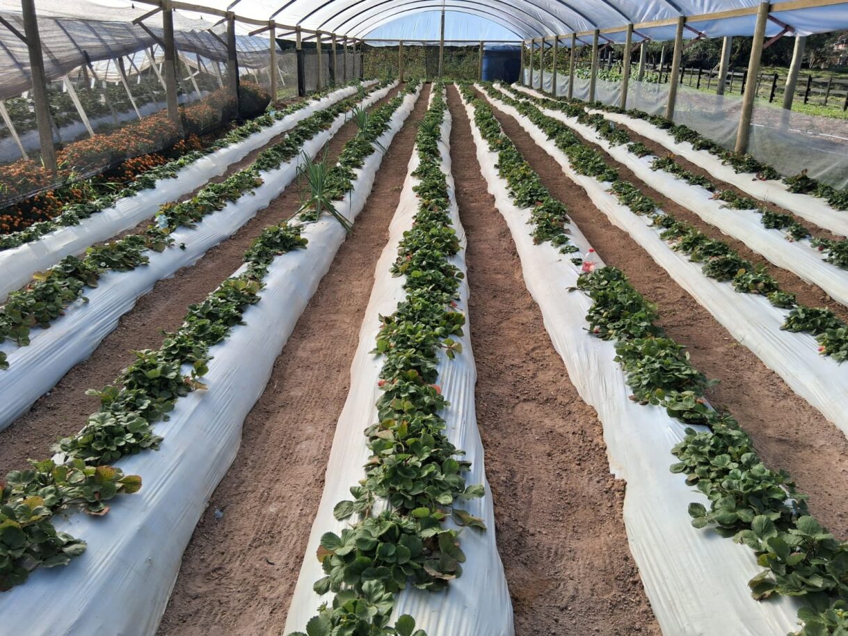 Produtor rural de São Bento do Sul, você também tem direito a apoiar e potencializar sua produção!