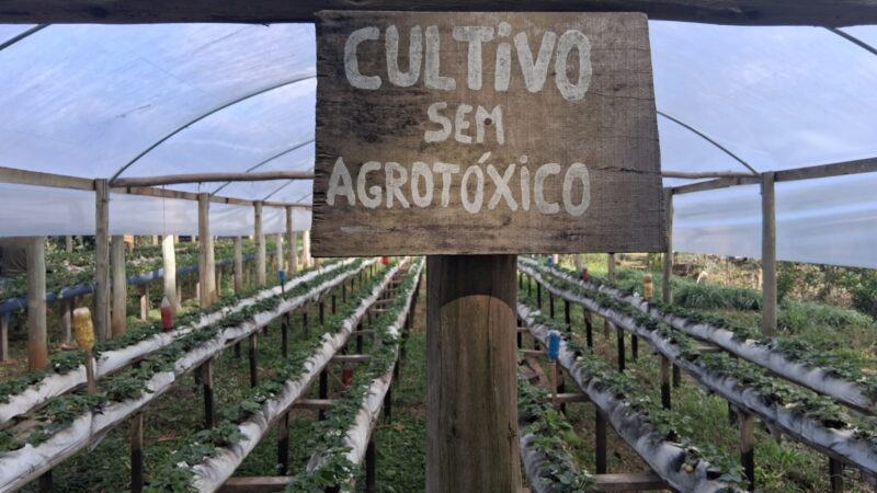 Agricultura familiar se fortalece com produção de frutas orgânicas em São Bento do Sul