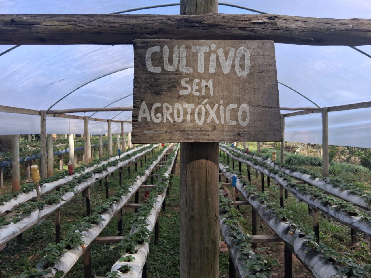 Agricultura familiar se fortalece com produção de frutas orgânicas em São Bento do Sul