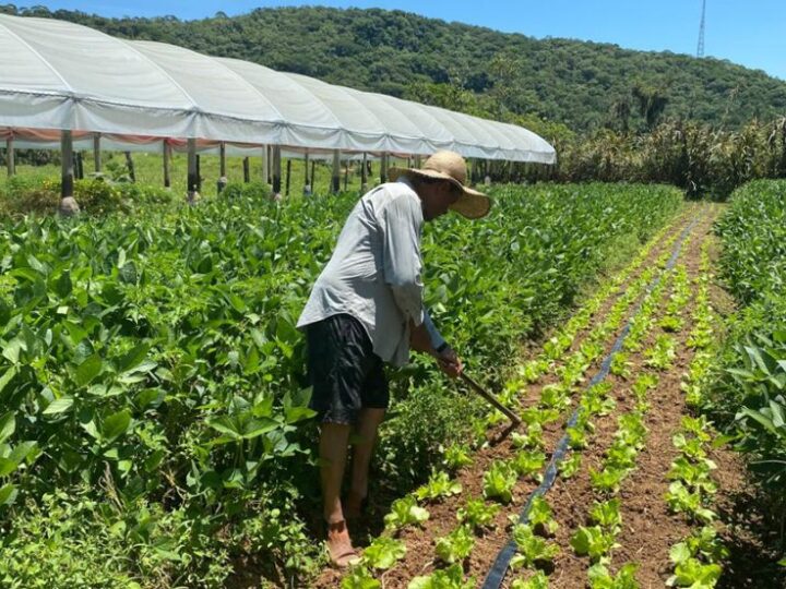 Capacitação em conservas leva conhecimento para agricultores em Canoinhas
