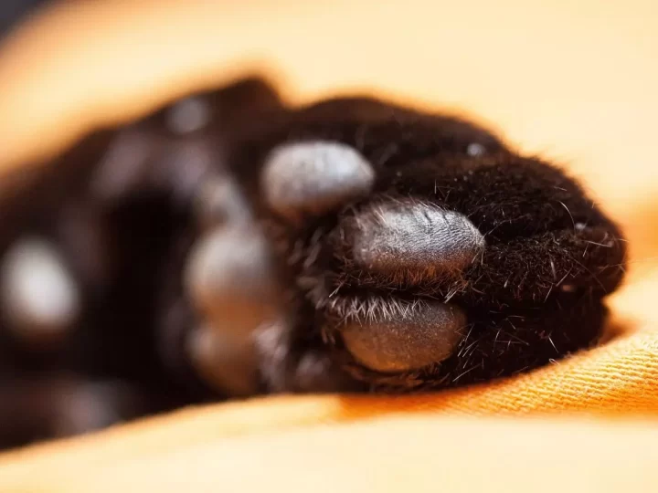 Homem é preso por maus-tratos após matar dois gatos com barra de ferro em SC