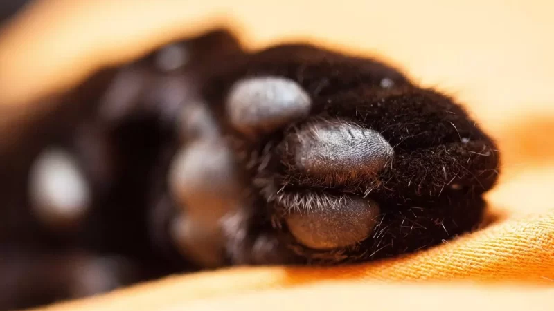 Homem é preso por maus-tratos após matar dois gatos com barra de ferro em SC