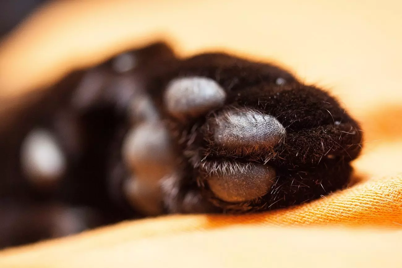 Homem é preso por maus-tratos após matar dois gatos com barra de ferro em SC