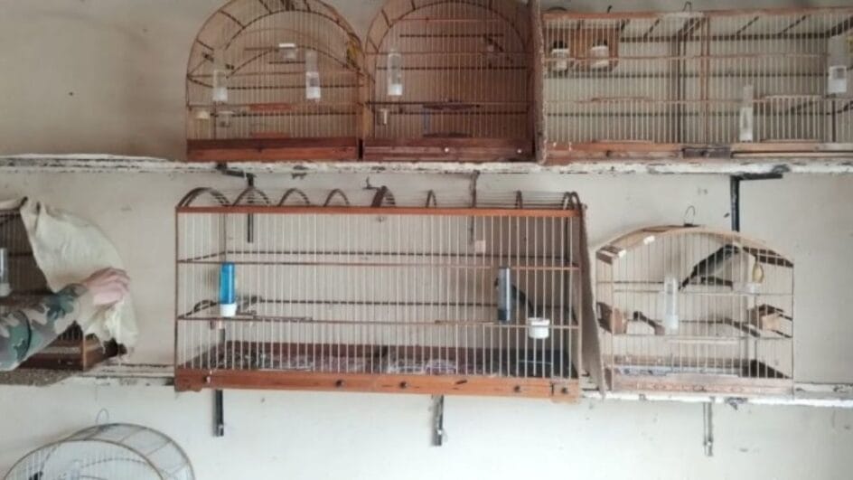 Aves silvestres são resgatadas de cativeiro irregular em SC