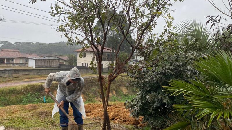 São Bento do Sul realiza transplante de árvores nativas