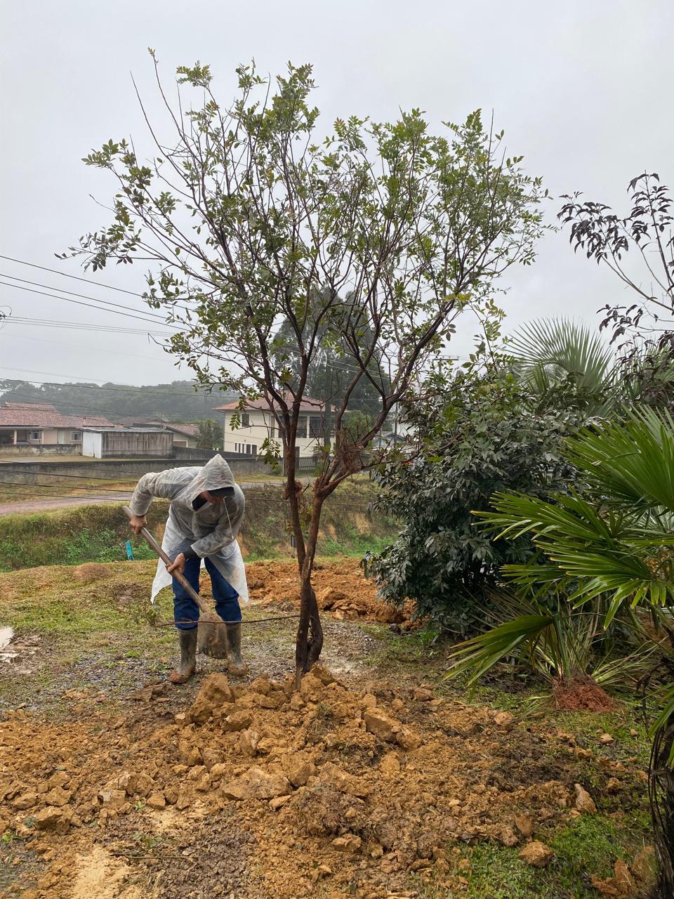 São Bento do Sul realiza transplante de árvores nativas