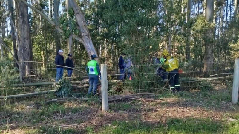 Homem morre após ser atingido por árvore em área de reflorestamento em Imbuia