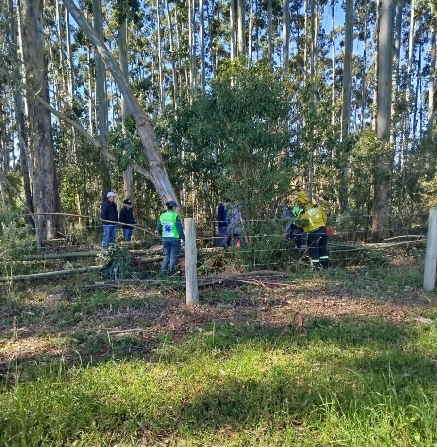 Homem morre após ser atingido por árvore em área de reflorestamento em Imbuia