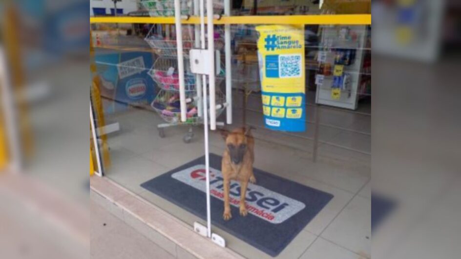 “Caramela” Tereza engana funcionários e passa noite dentro de farmácia em Gaspar