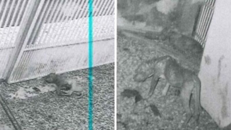 “Condições alarmantes”: casal é condenado por maus-tratos contra pitbulls em Joinville