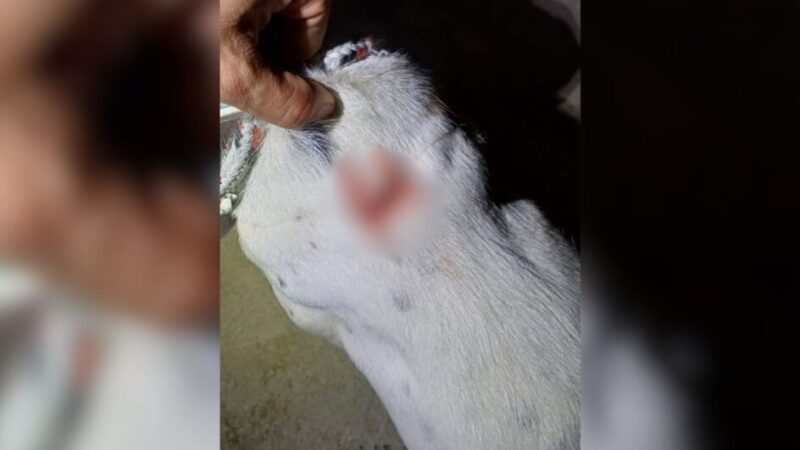 Latidos revelam cachorro ferido com facão e homem acaba preso em Jaraguá do Sul