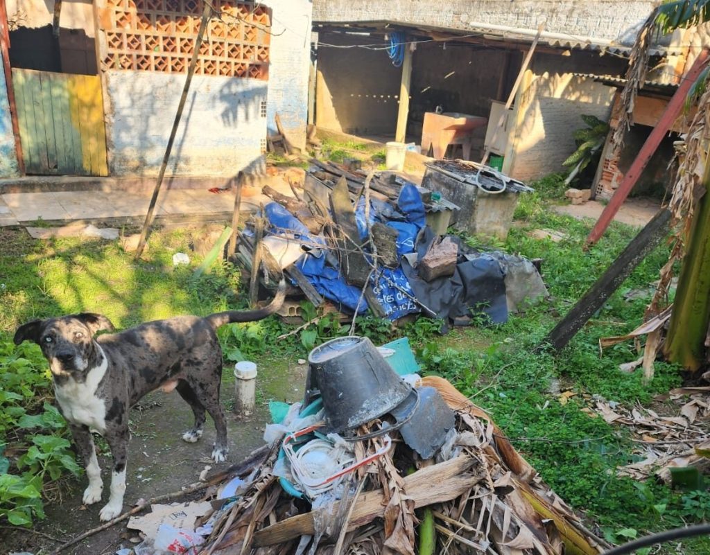 Mulher é presa em flagrante por maus-tratos a cão abandonado em Florianópolis