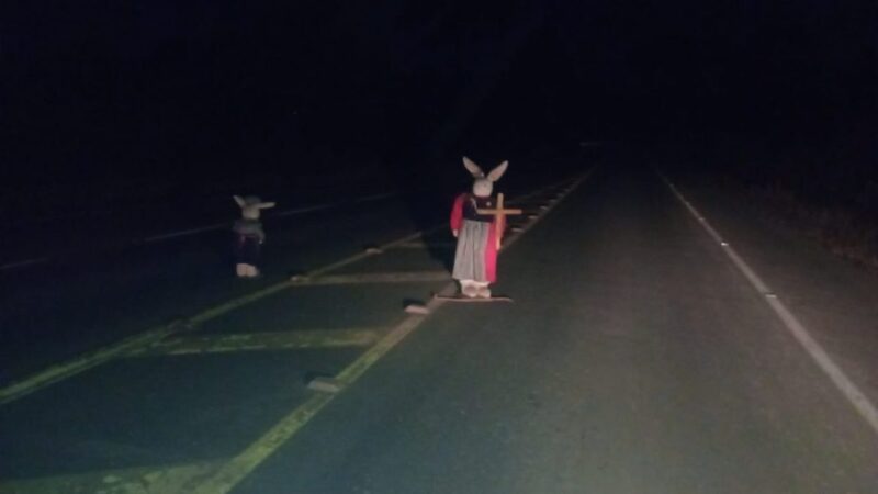 Mistério na SC-477: Coelhos com cruzes intrigam moradores em Papanduva