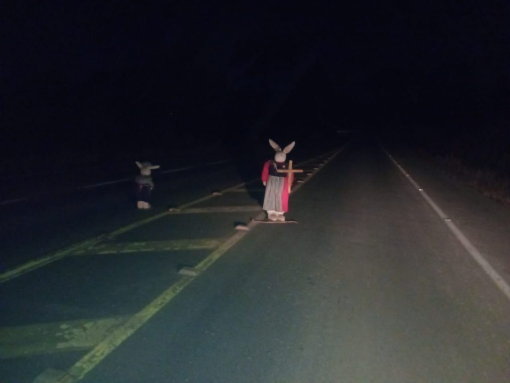 Mistério na SC-477: Coelhos com cruzes intrigam moradores em Papanduva