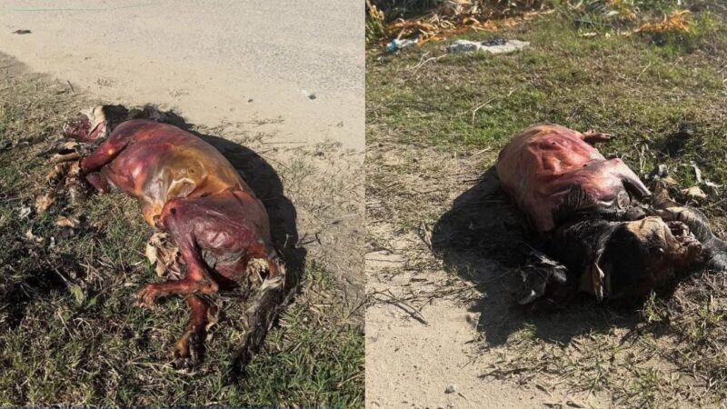 Violência contra animal choca Itapema: cão é encontrado carbonizado