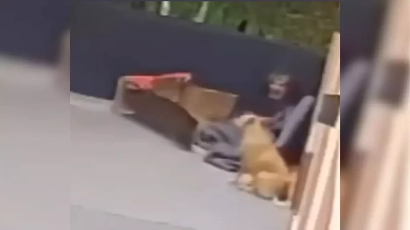 MPSC pede prisão preventiva de homem flagrado cometendo zoofilia em Joinville