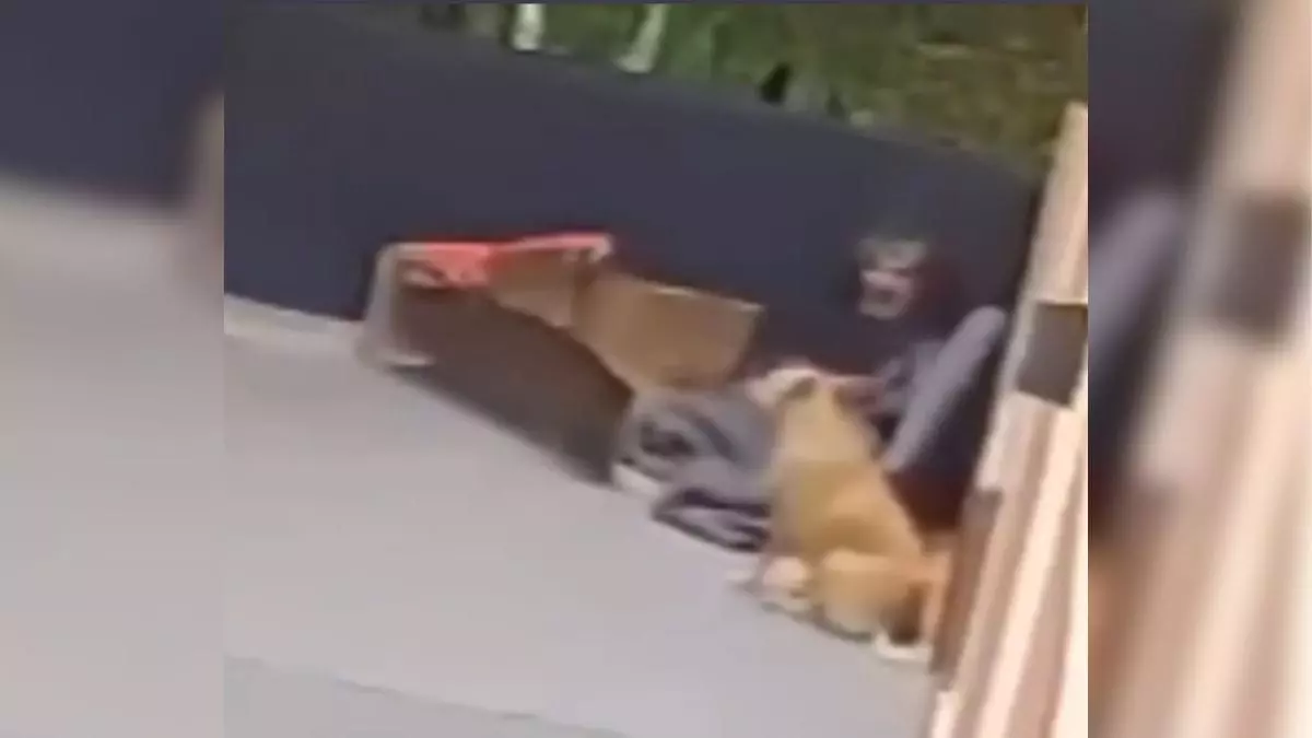 MPSC pede prisão preventiva de homem flagrado cometendo zoofilia em Joinville