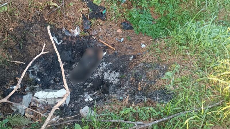 “Crueldade”: Cachorro é queimado e fogo se alastra em área de vegetação em SC