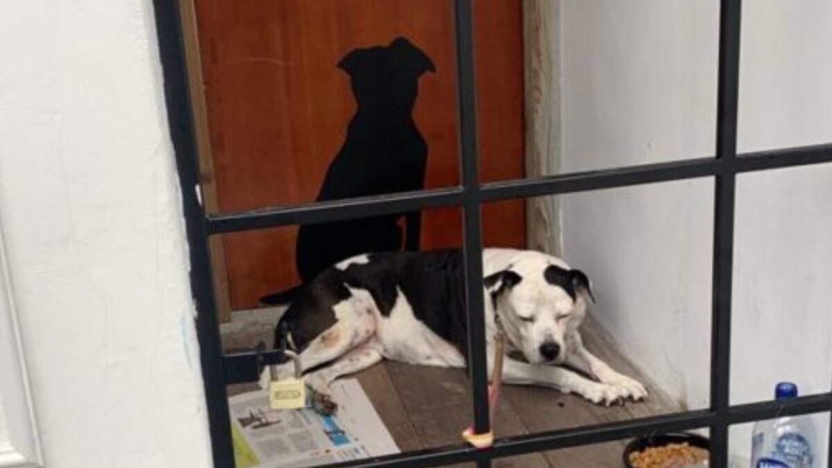 Mulher amarra cadela idosa e a abandona no frio e na chuva em frente a petshop em Florianópolis