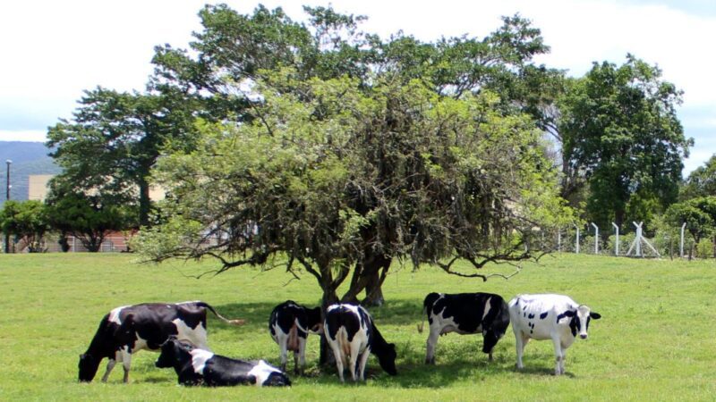 SC é único estado do País com classificação A para baixo risco de brucelose bovina e bubalina