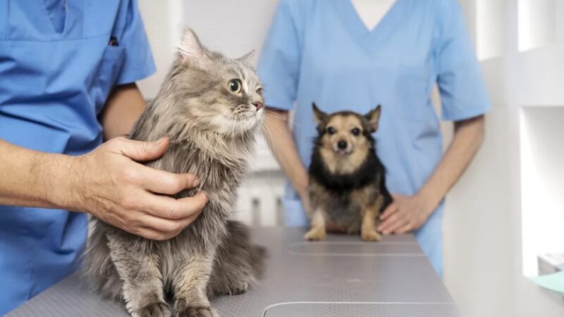 Mais de 700 castrações gratuitas em cães e gatos no primeiro semestre