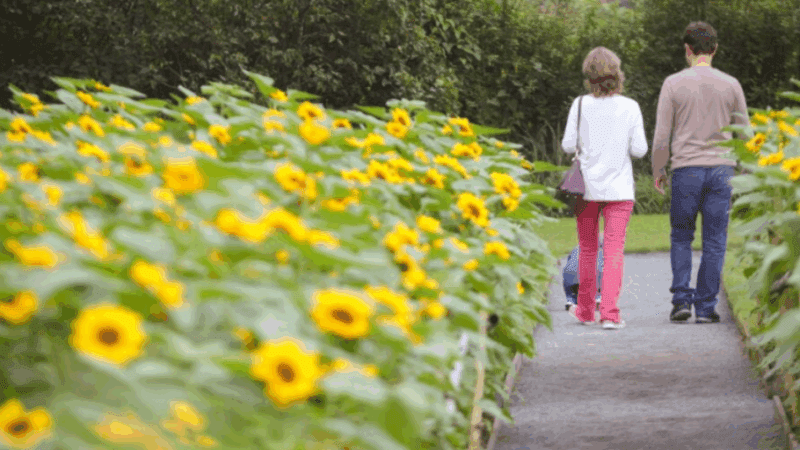 Agenda Cultural movimenta Joinville com dança, música, feiras e exposições