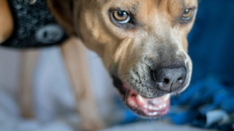 Pitbull foge de casa e avança em criança de 11 anos, em Três Barras